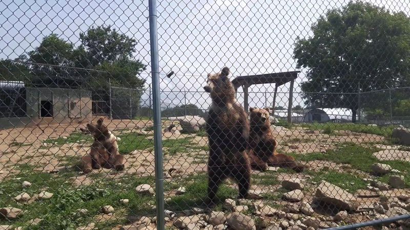 The Snack Bar and Picnic Experience