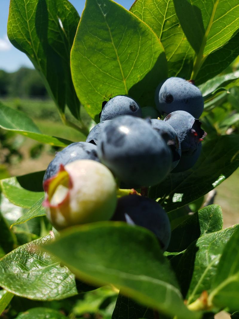Pick Your Own Blueberries Under The Jersey Sun