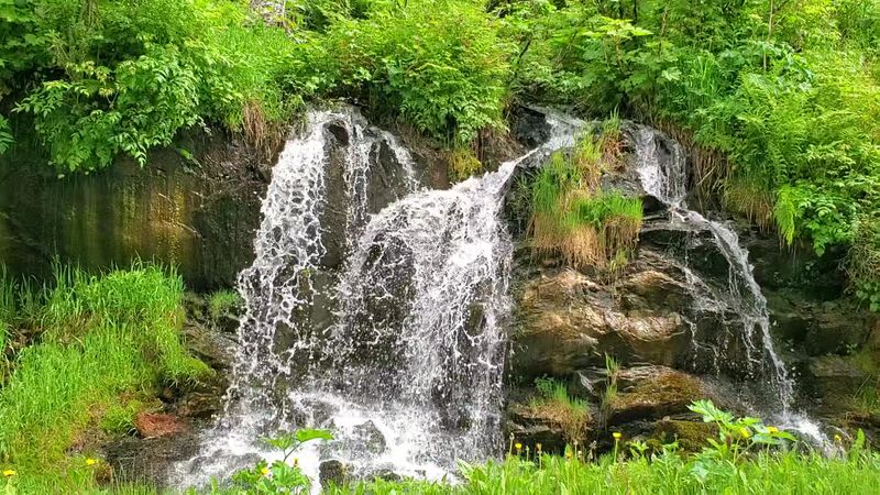 Salmon Runs Turn The Creek Into A Buffet Line