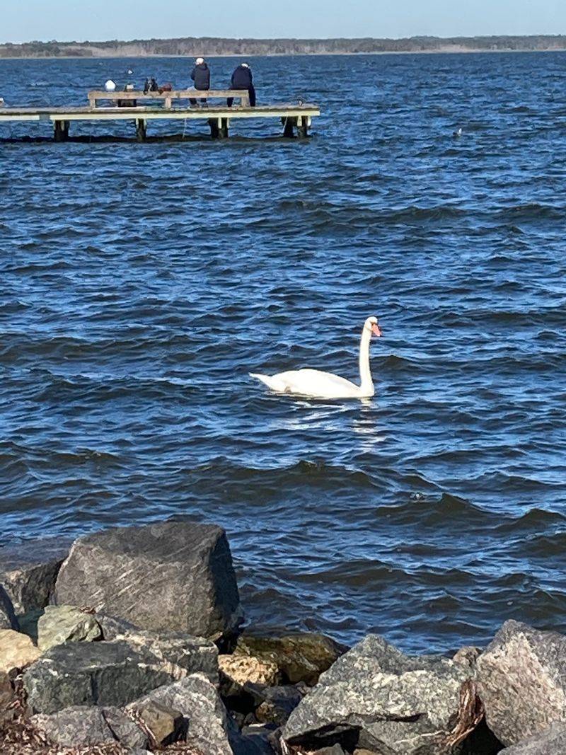 Fishing Pier That Locals Actually Use