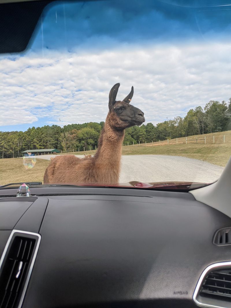 Llama Welcome Committee Tests Your Reflexes