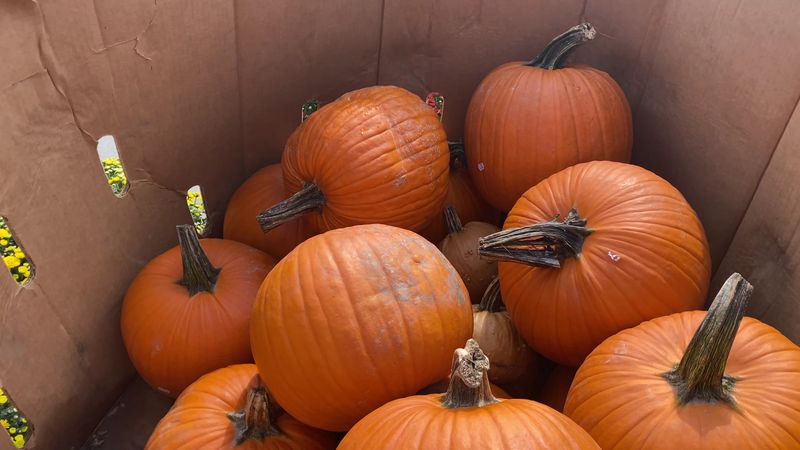 Seasonal Produce That's Actually Affordable