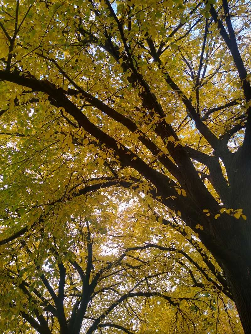 Tree-Lined Neighborhoods Do The Heavy Lifting