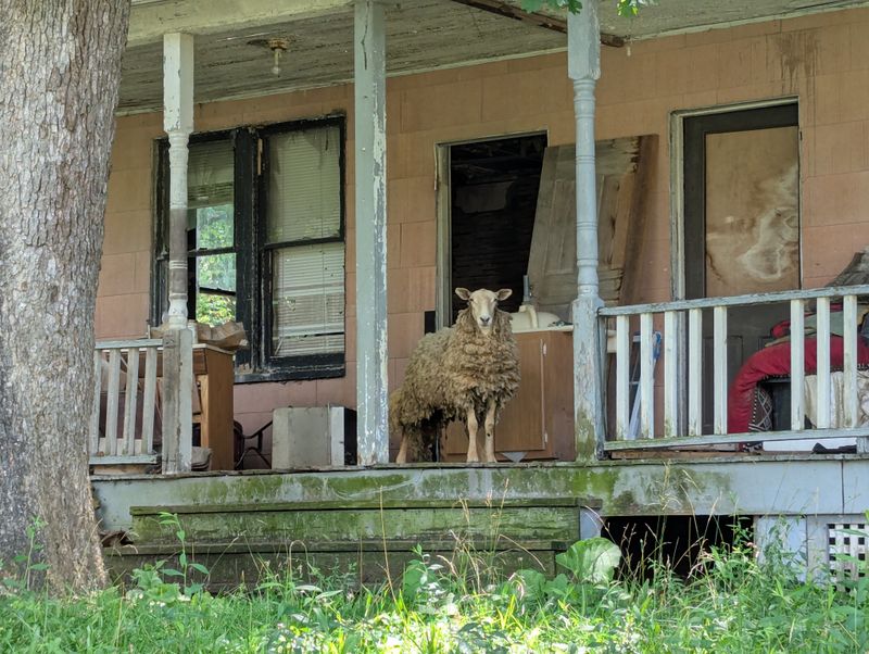 Yellow Dog Village