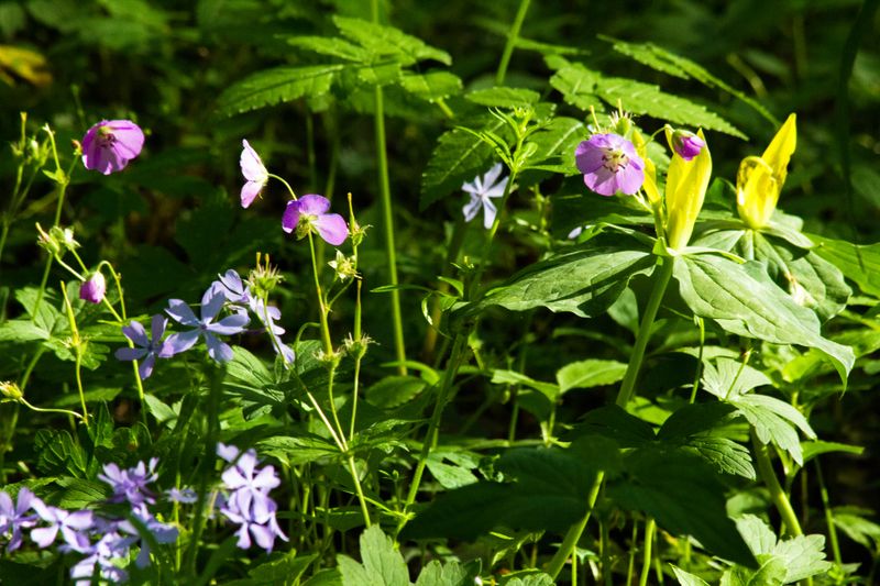 Wildflower Season Moments That Make Every Stop A Photo Stop