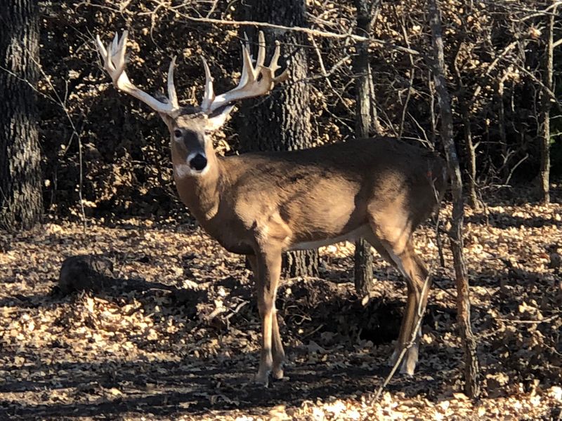 The Wildlife Management Area Connection