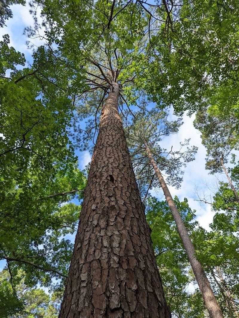 The Sentry Pine, a Living Landmark