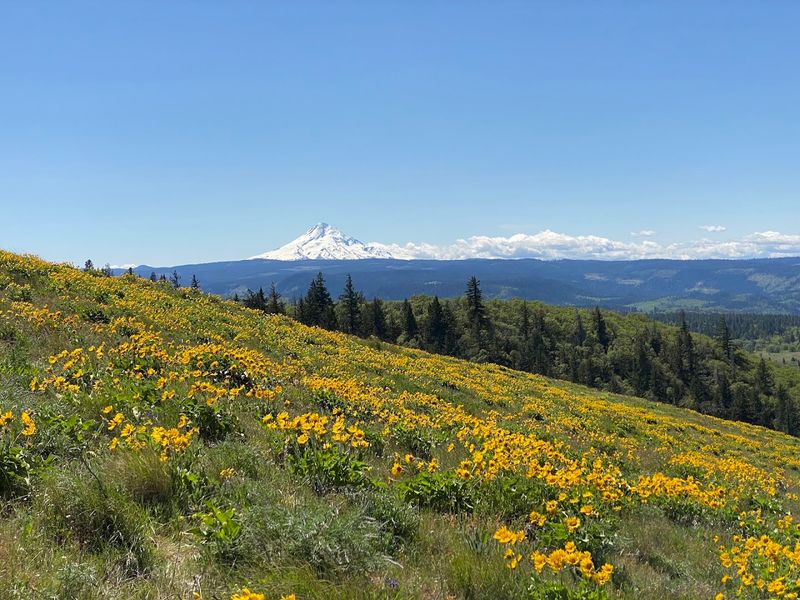 Rowena Crest Viewpoint, Columbia River Gorge, Oregon