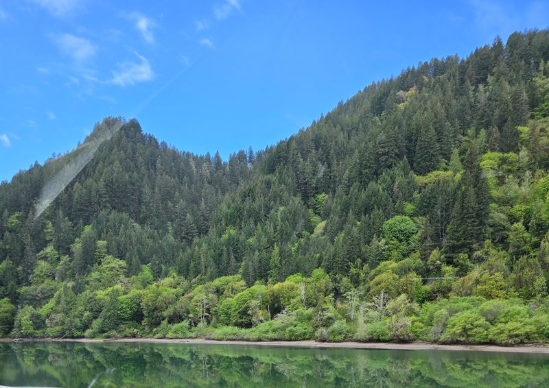 Elliott State Forest's Coastal Giants