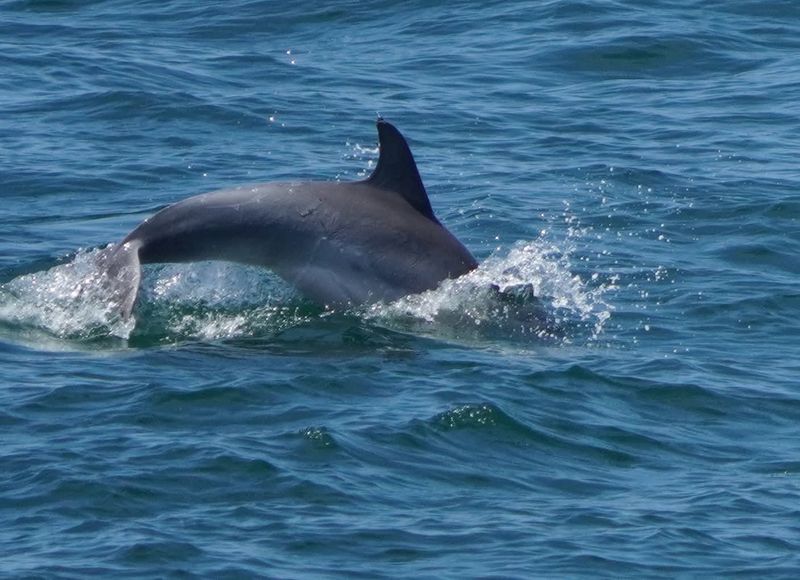Dolphin Encounters That Steal the Show