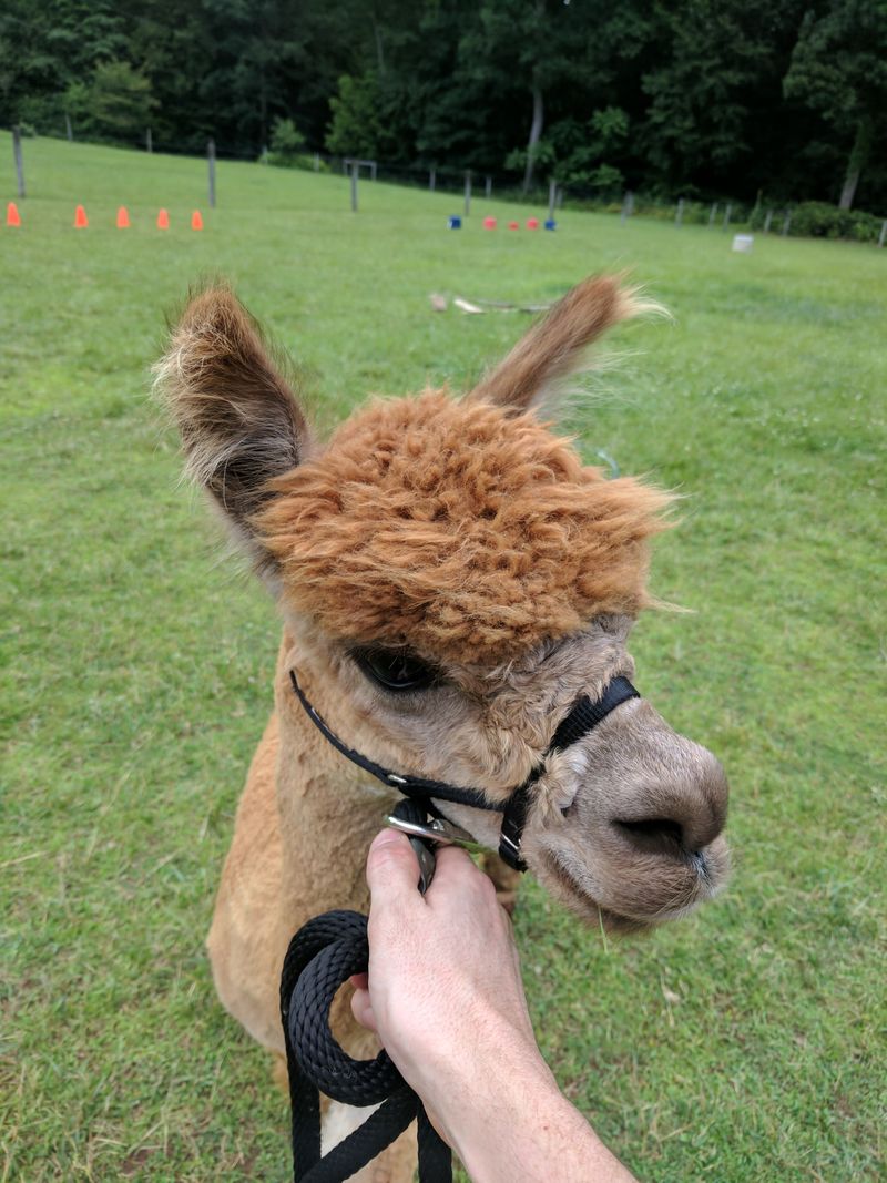 Seasonal Events And Special Programming