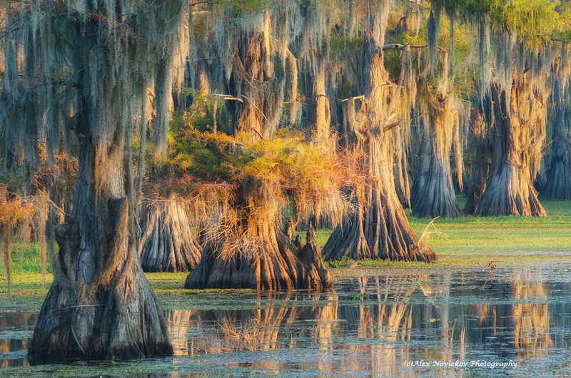 Caddo Lake, Uncertain
