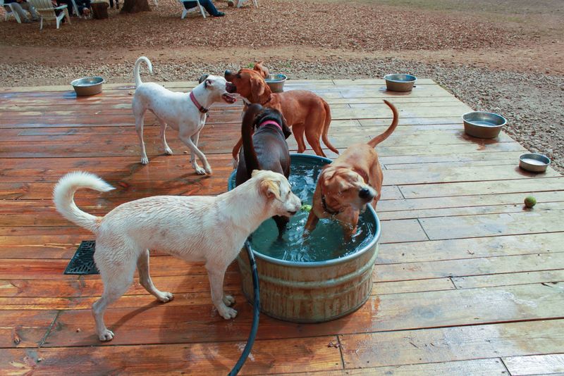A Lived-In Outdoor Space Built for Real Dogs