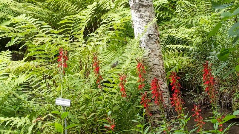 Wild Gardens Of Acadia