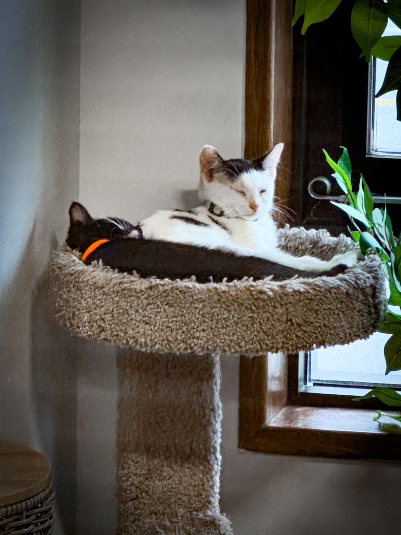 Flexible Reservation System With Walk-In Options