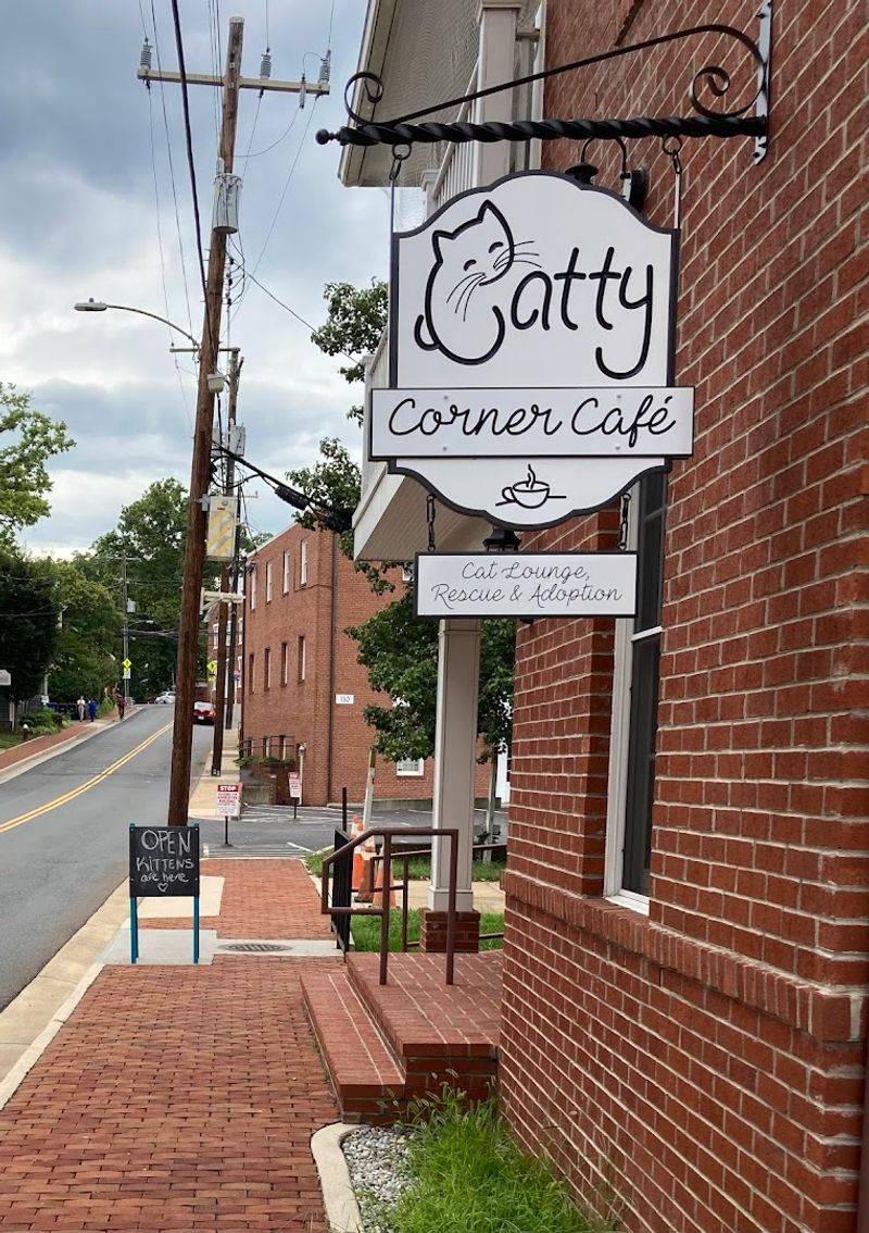 Finding Your Way To Feline Paradise