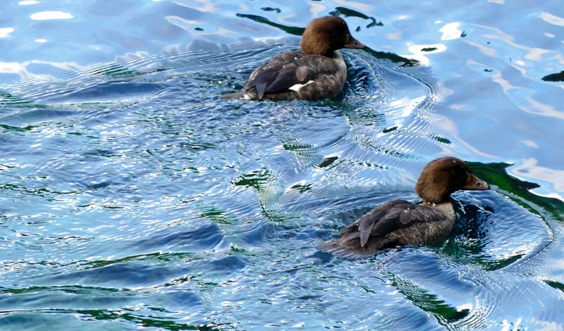 Wildlife Viewing Improves With Snow Tracking