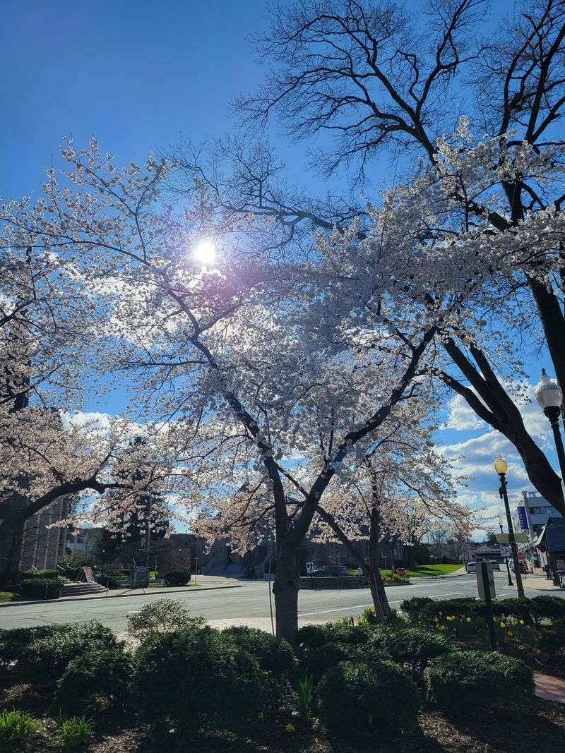 Ridgewood: East Ridgewood Avenue