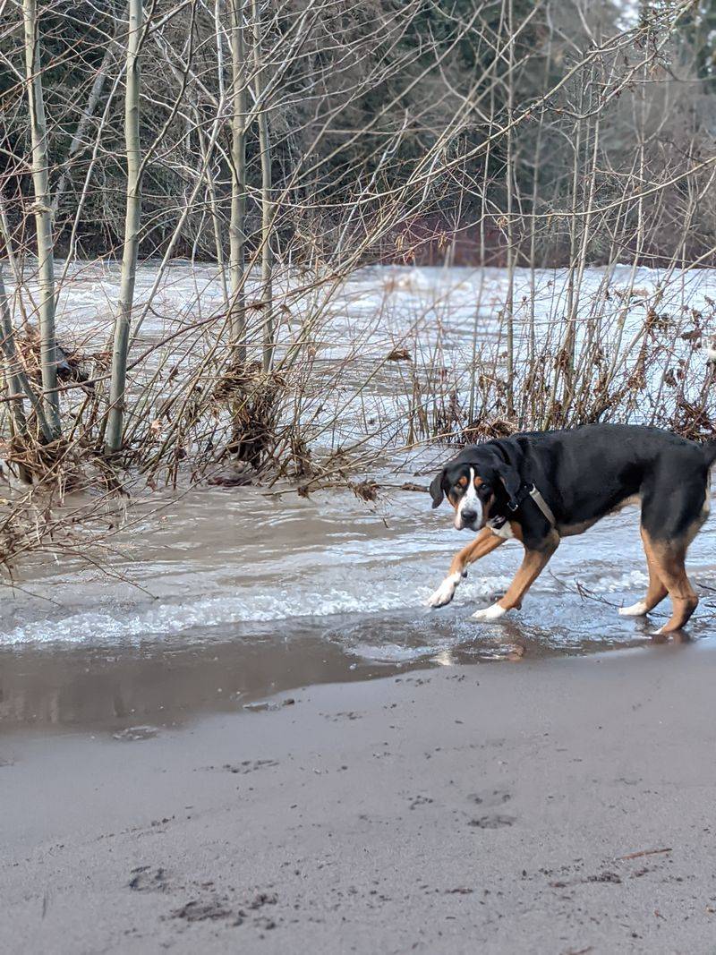 Considerations for Four-Legged Friends