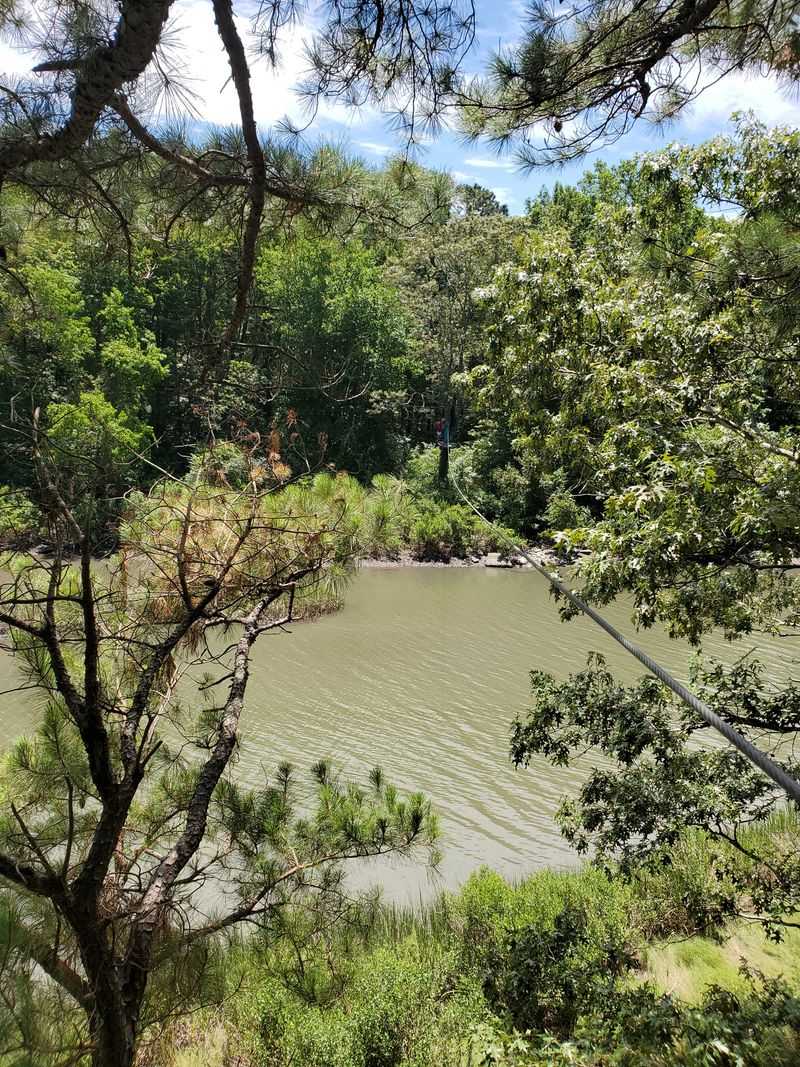 Epic Ziplines That Make The Climbs Worthwhile