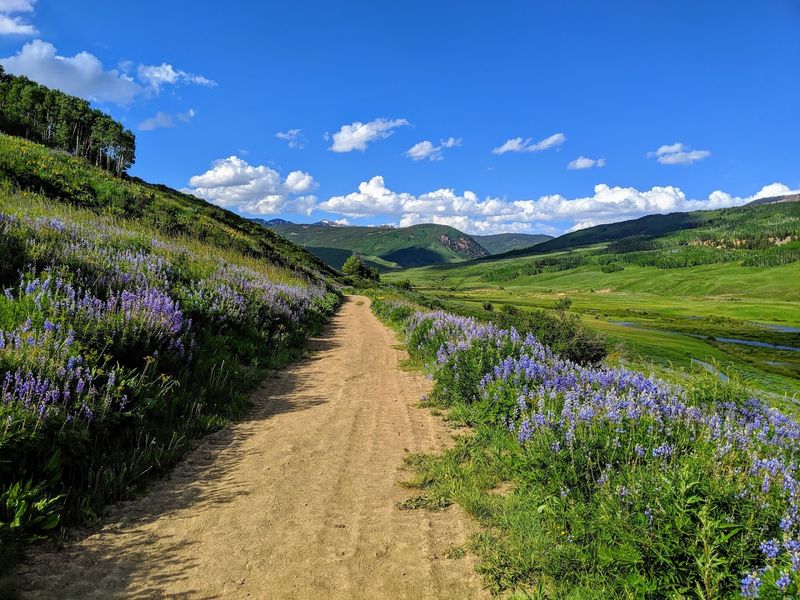 Snowmelt Kickstarts The First Wildflower Hunts Near Town