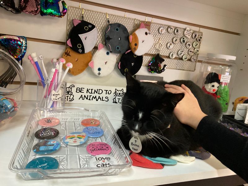 Cat-Themed Shop Offers Adorable Souvenirs