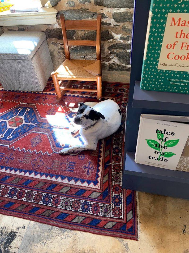 Dogs Are Welcome and Treated Like VIPs