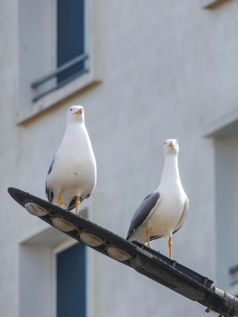 Why Feeding Gulls Spirals Fast On A Busy Waterfront