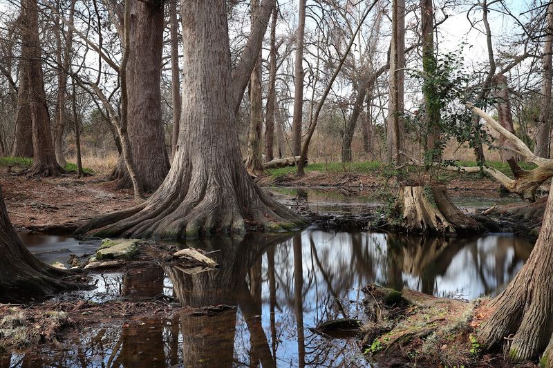 Towering Cypress Trees Create a Canopy Paradise