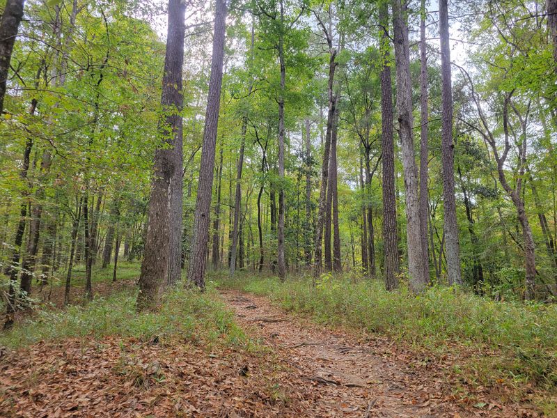 Homochitto National Forest Does The Heavy Lifting
