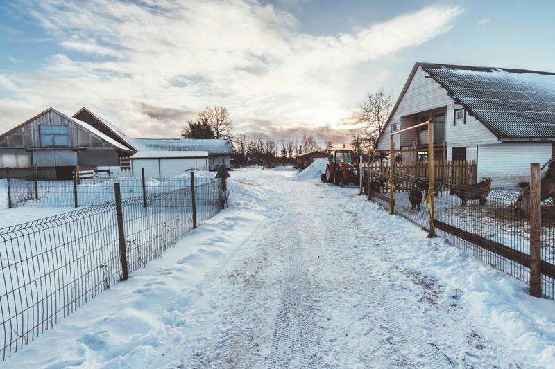 Day Two Morning: Winter Walks At Berea College Farms