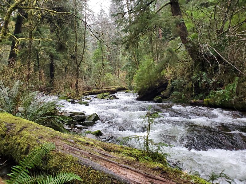 The Old-Growth Forest Still Offers Quiet Moments
