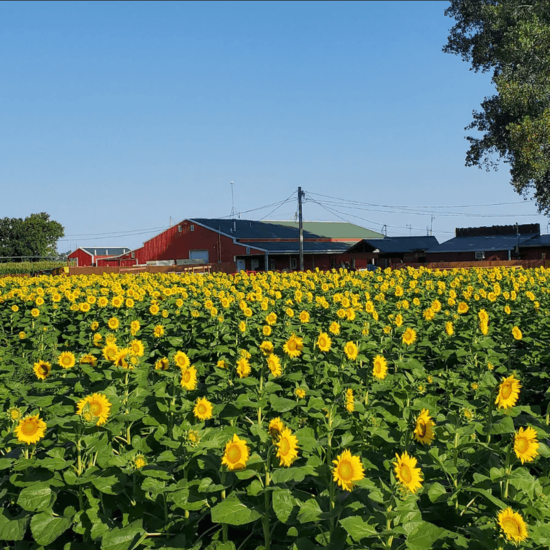 Gary’s Farm Fest (Grantville) 