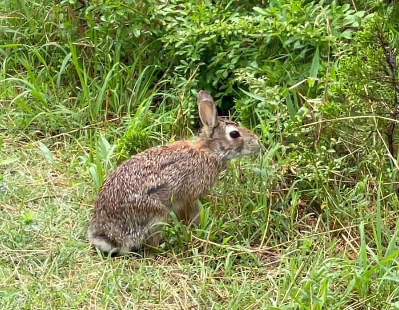 Wildlife That Goes About Its Business Regardless