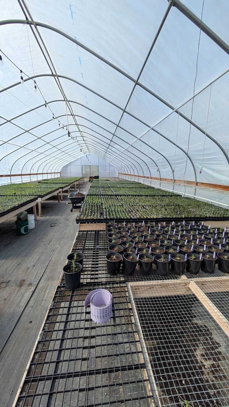 Greenhouses Full of Healthy, Hardy Plants for Sale