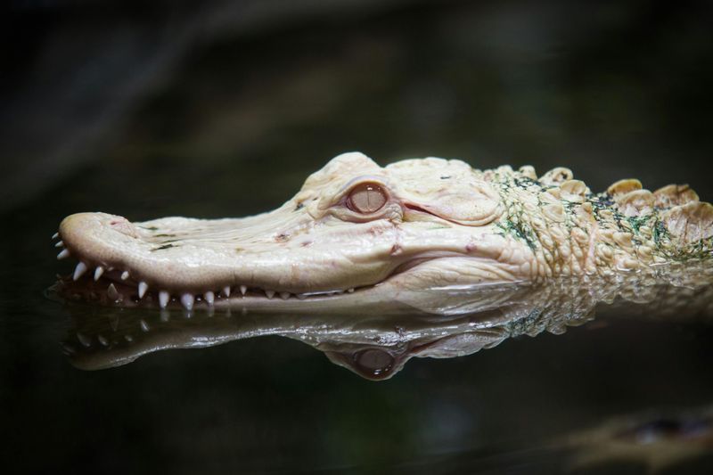 White Or Albino Alligators Get Special Legal Protection