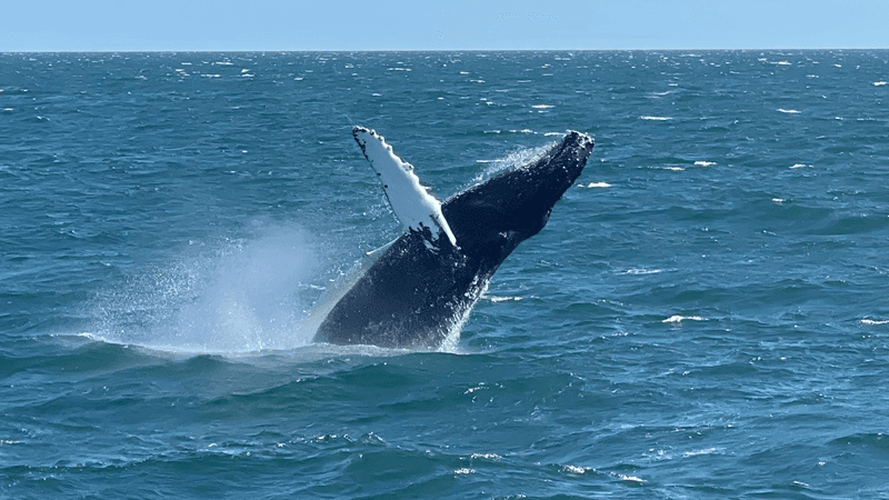 Humpback Whale Sightings That Take Your Breath Away