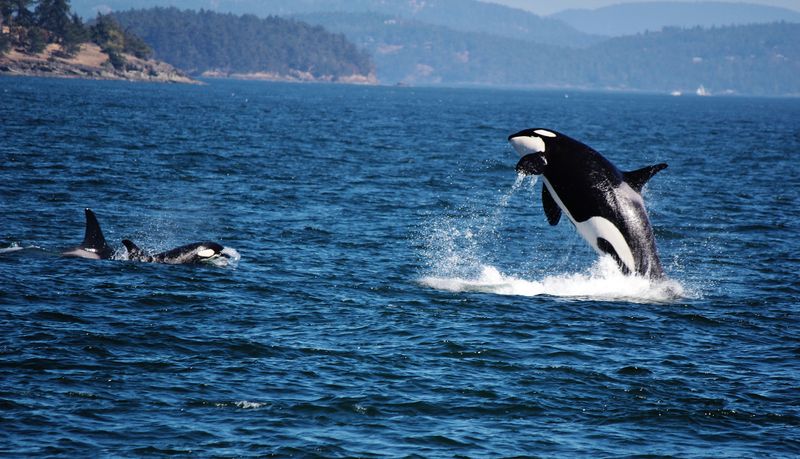 Whale Watching Plans That Turn A Day Into A Story