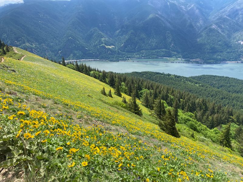 Unobstructed, Open Treeline