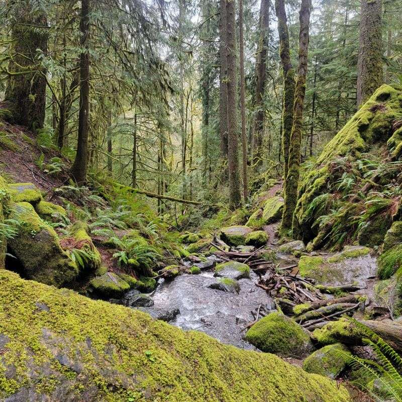 Cascadia State Park's River Giants