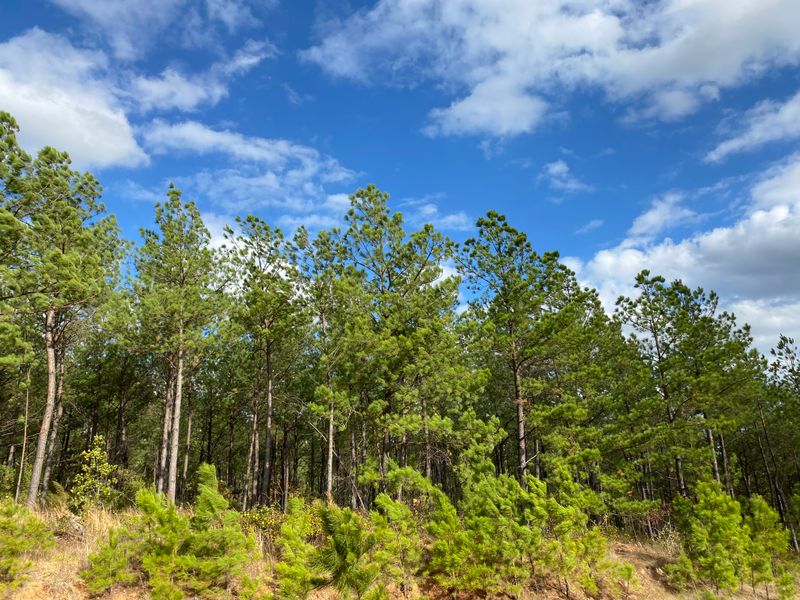 The Kiamichi Range Unfolds Like a Living Postcard