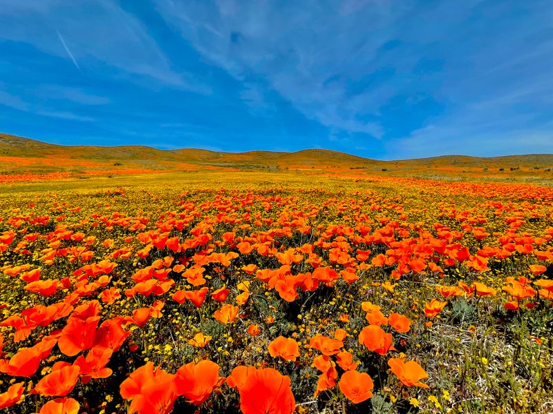 Trampling Accelerates Damage To Regrowth Cycles