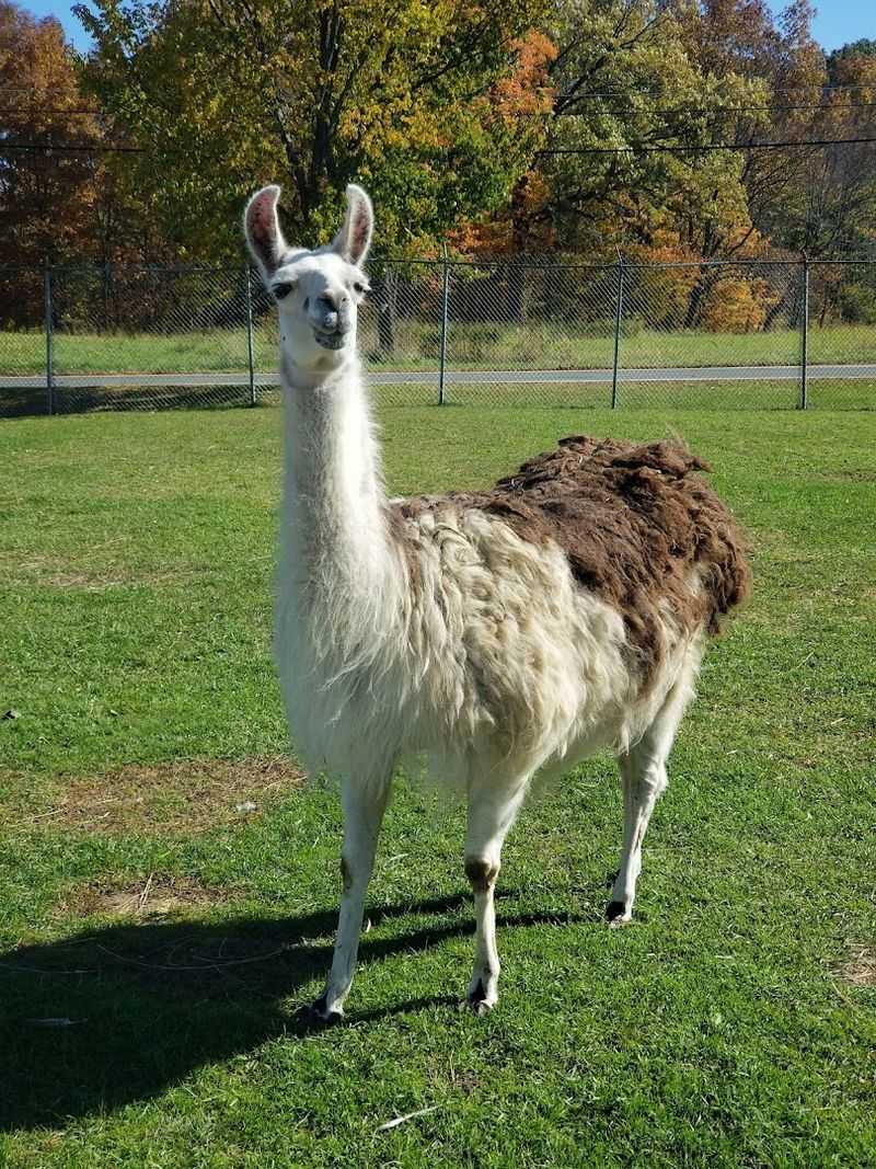 Bison, Llamas, and Animals You Did Not Expect to See