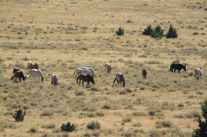 Wild Mustang Herds Roam the High Desert Slopes