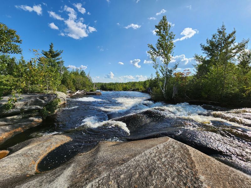 Wildlife Choir In The Breeze