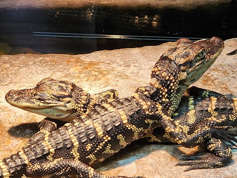Wildlife Ambassador Animals and the Reptile Center