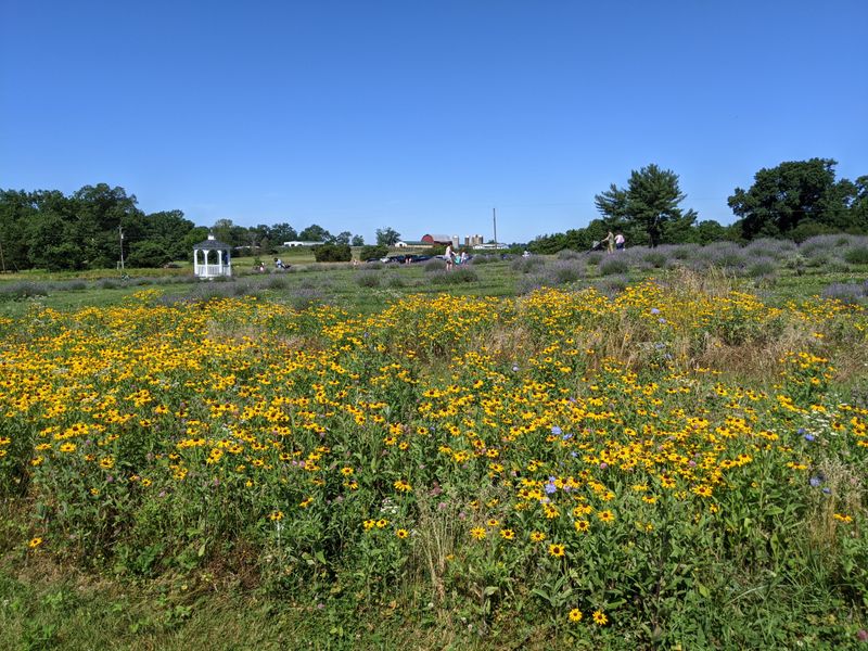 Peaceful Picnic Spots Scattered Throughout