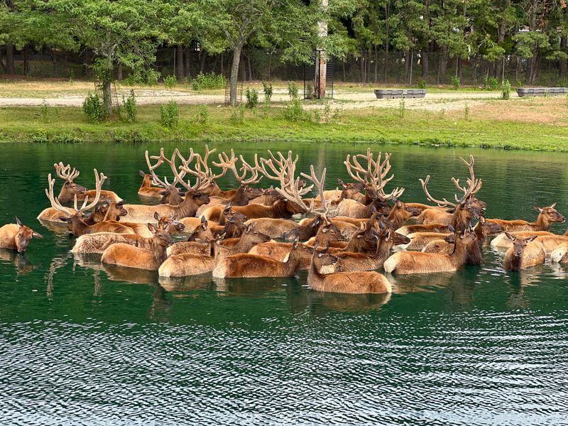 Safari Off Road Adventure: Where Theme Park Meets Wild Kingdom