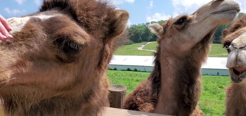 Safari Wagon Tours That Put You Right in the Middle of the Action