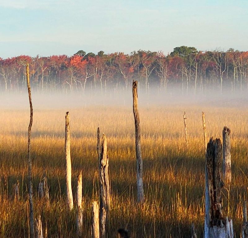 Bald Eagles Soaring Over Bay Waters